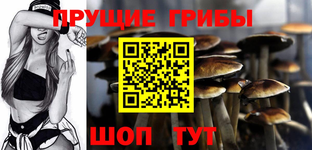 Галлюциногенные грибы Psilocybe Новоуральск